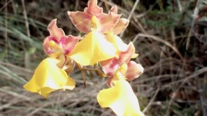Summer In Bloom