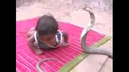 Малко идийче срещу кобра
