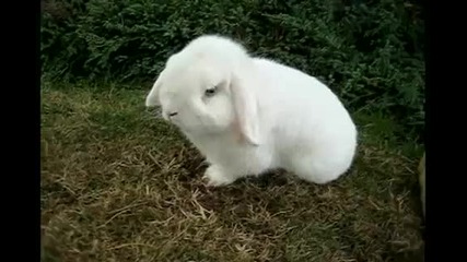 Малко бяло зайче си похапва сладко ... 