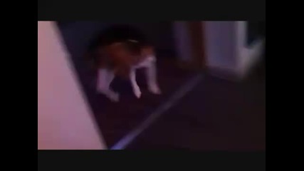 Куче си хваща опашката
