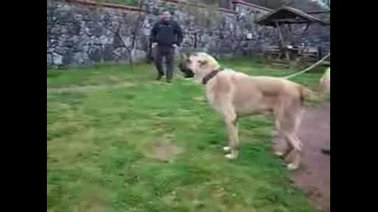 Kangal 