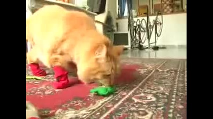 Its Always Sunny in Philadelphia S05e05 - Kitten Mittens