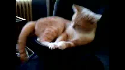 Котката върху субуфер,  голям смях