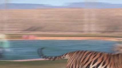 Amazing Animals in Tiger Splash at Out of Africa Wildlife Park 