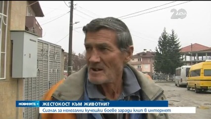 Видео с нелегални кучешки боеве предизвика негодувание в мрежата