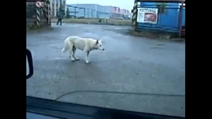 Смешно куче танцува
