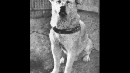 Хачико-тъжна история на едно лоялно куче