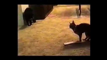 Говореща котка.яко смех!!