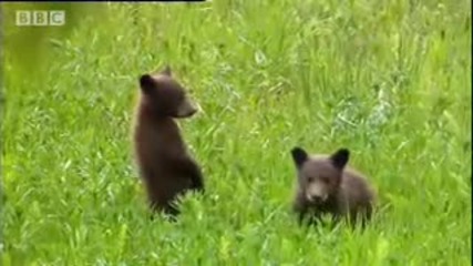 How Not to Get Eaten - Bears on the Black Run - Bbc wildlife 