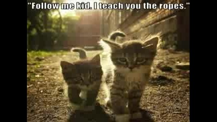 Смешни котки