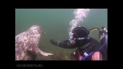 Любопитен тюлен се запознава с водолаз