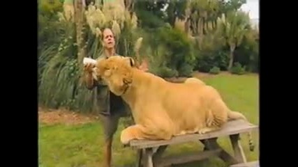 Liger on National Geographic Humanzee