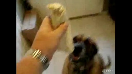 Dog_eats_bean_burrito_in_1_secon