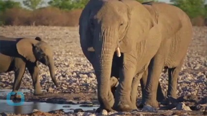 Herd Rescues Collapsed Baby Elephant on Busy Road