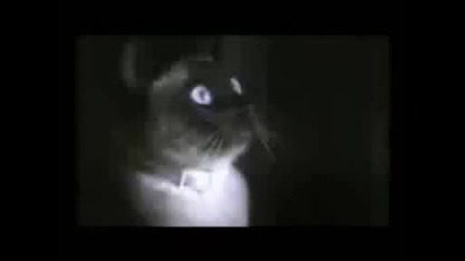 Funny Cats by priori