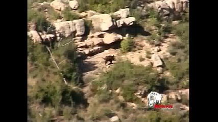 Wild boar hunting in the Pyrenees - Trailer Reivaxfilms.com - Real Outdoors Tv