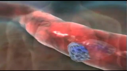 Клетките В Човешкото Тяло - Анимация