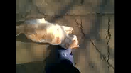 Котката Ми