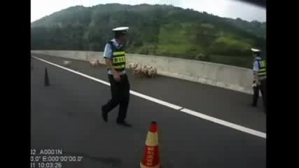 Китайски полицаи в акция по залавяне прасета на автомагистрала