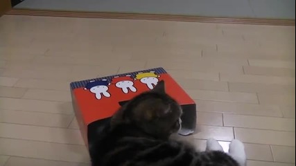 Дебелото коте Мару и тясната кутия !