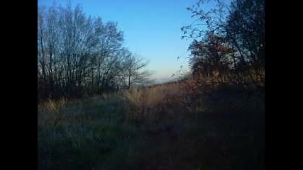 Гората на 14.11.2009 г. 