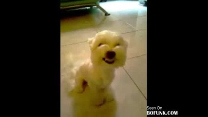 Куче с широка усмивка 