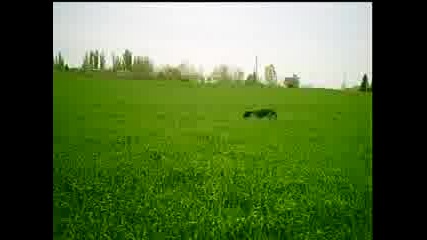 Дратхаар