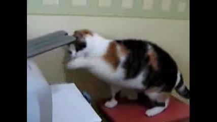 Котка Атакува Принтер (смях)
