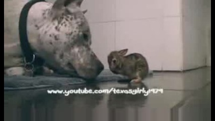 Adorable Pit Bull Cleans Baby Bunny