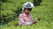 Global Warming Changes Future for Tea Leaves