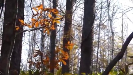 Осенний Лес