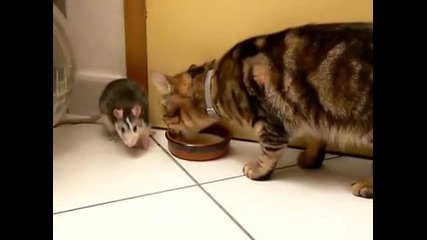 Нахална мишка