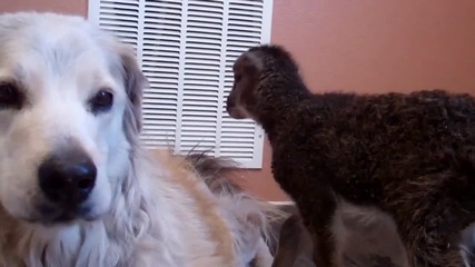 Приятелство между малко агне и куче