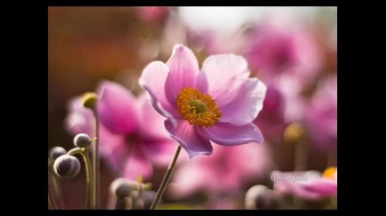 Flower duet - Leo Delibes - Превод