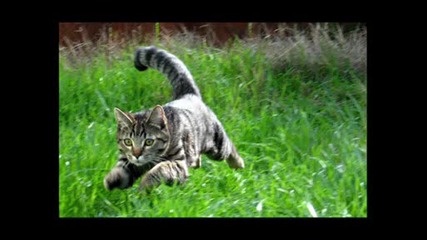 Kote