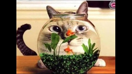 k0тэнцъ
