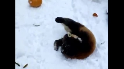 Red Panda Goes Nuts Over Pumpkin