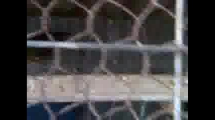 moite divaci 
