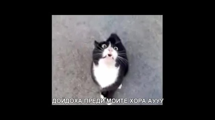 Говорещата котка 