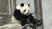 Кадри с хълцаща панда разсмяха социалните мрежи