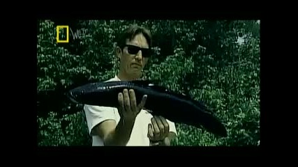 Invasion of the snakeheads!