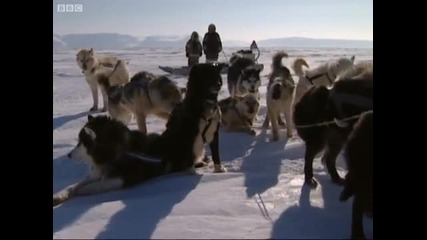 Reading the snow - A Boy Among Polar Bears - Bbc 