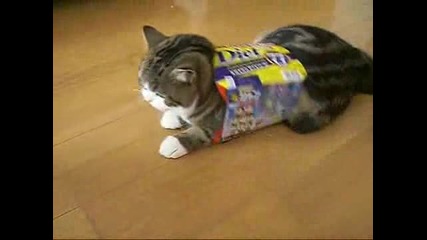 Котката И Кутията 