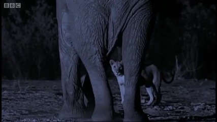 Планетата Земя - Лъвове нападат стадо слонове - bbc 