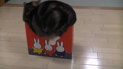 Котка обичаща кутии