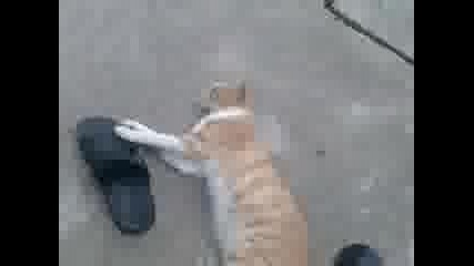 cat