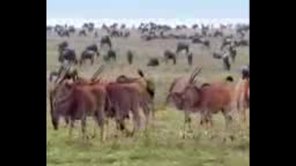 Natures Most Amazing Events (episode 3) - The Great Migration (bg sub) 