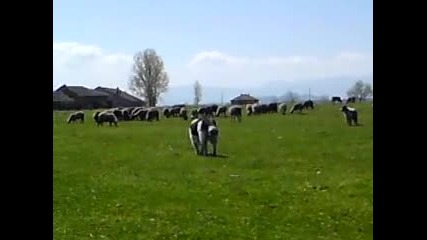 Дълбок Извор- каракачанки!!!
