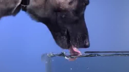 Куче пие вода - забавен кадър 