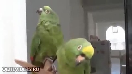 Дует папагали пияндета